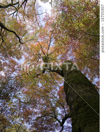 A colored maple 18705807