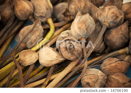 Withered Water lily or lotus Flowers pray Buddha Withered Water lily or lotus Flowers pray Buddha 18706190