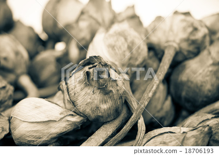 Withered Water lily or lotus Flowers pray Buddha Withered Water lily or lotus Flowers pray Buddha 18706193