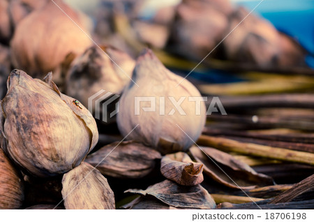Withered Water lily or lotus Flowers pray Buddha Withered Water lily or lotus Flowers pray Buddha 18706198