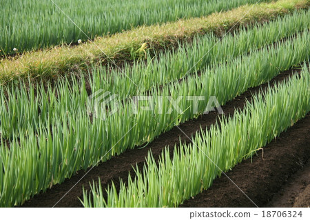 Negidi field Extreme farm field onion Landscape field scenery in Shizuoka prefecture 2 Negidi field Extreme farm field onion Landscape field scenery in Shizuoka prefecture 2 18706324