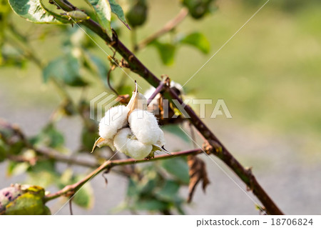 Close-up of Ripe cotton boll on branch Close-up of Ripe cotton boll on branch 18706824