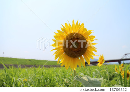 Sunflower field of Ozu City 18706832