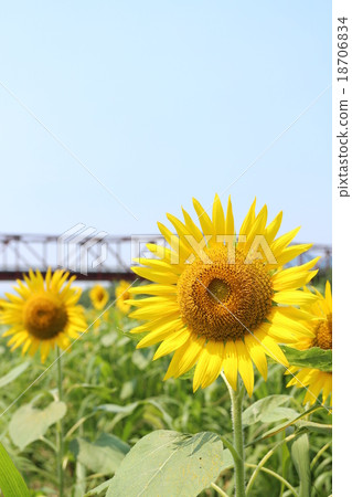 Sunflower field of Ozu City 18706834