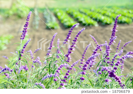 Salvia Leukansa 18706879