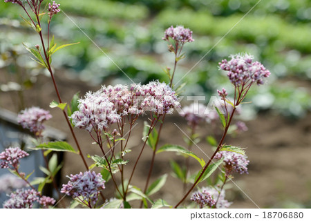 Fuji Bakama 18706880