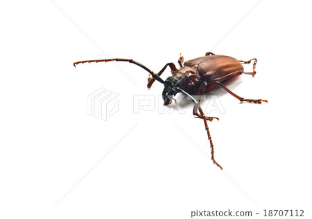 Megopis costipennis a beetle on a white background 18707112