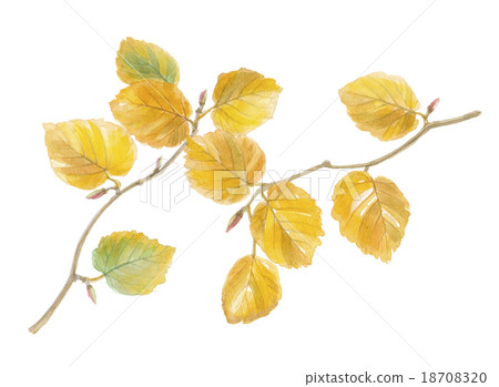 Yellow leaves of Iyo Mizuki 18708320