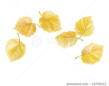 Yellow leaves of Iyo Mizuki 18708321