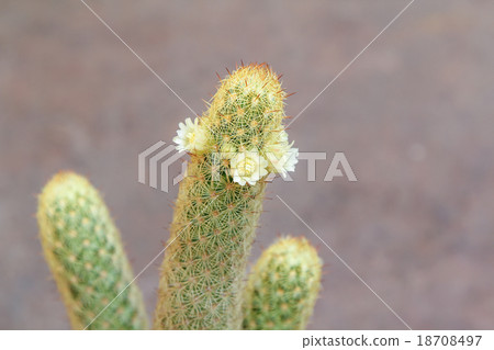 Mammillaria elongate cactus with white flowers 18708497