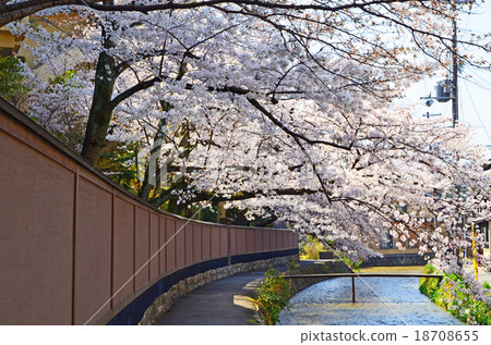 京都岡崎櫻花盛開的春天景觀 18708655