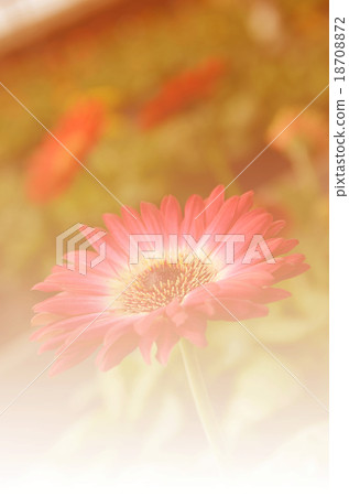 Flower color and blur Flower color and blur 18708872