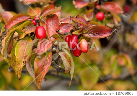 Tree: Sansei family Tree: Sansei family 18709003