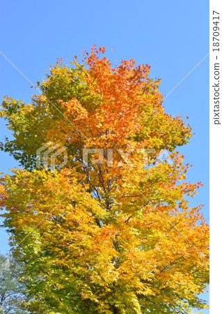 Graduation of autumn leaves 18709417