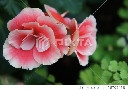 Begonia 18709418