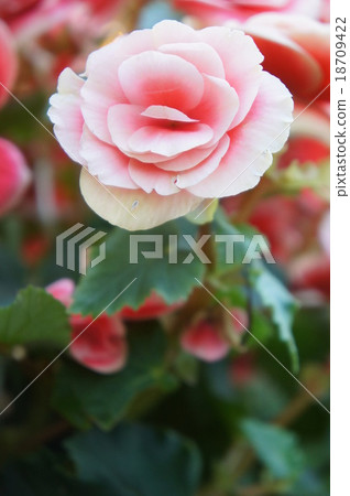 Begonia 18709422