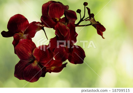 Red Orchid In A Tusacn Garden 18709515