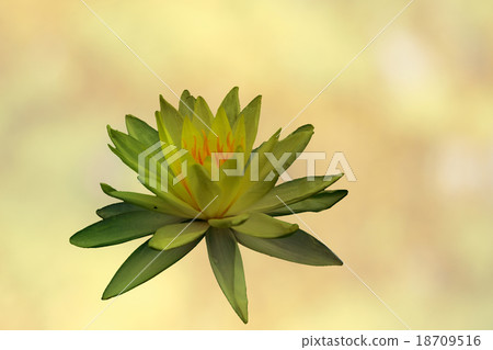 green water lily 18709516