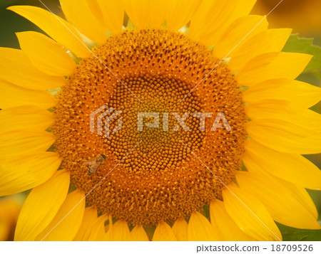 Sunflower bee Sunflower bee 18709526
