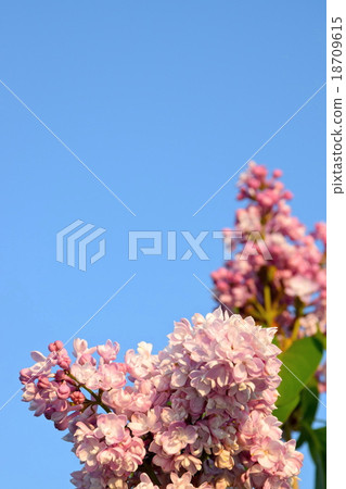Pavlinka (lilac) Pavlinka (lilac) 18709615