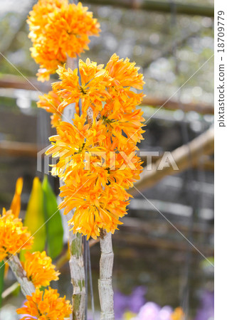 Orange Dendrobium Orchid flower (Burain) 18709779
