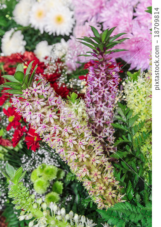 Pineapple Lily flower, Eucomis sp. 18709814