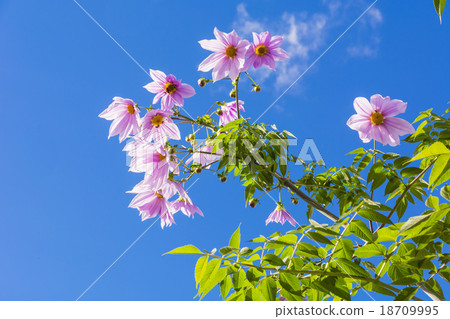 Emperor Dalia 18709995