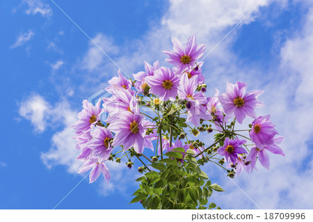 Emperor Dalia 18709996