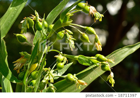 Plant: Juzudama Gramineae Plant: Juzudama Gramineae 18711397