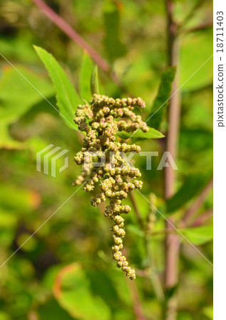 植物：紅頭髮 18711403