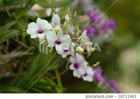Orchid 18711481