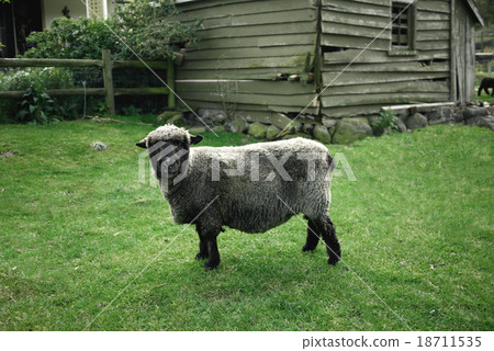 black sheep 18711535