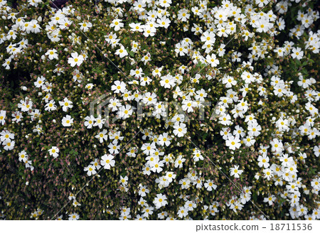 tiny flower at New Zealand 18711536