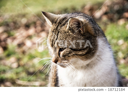 Domestic cat pursues prey Domestic cat pursues prey 18712184