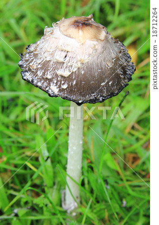 Shaggy ink cap (Coprinus comatus) 18712264