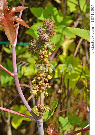 Plant: Polygonaceae Plant: Polygonaceae 18713004