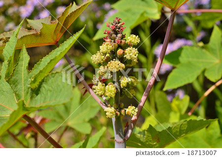 植物：蓼科 18713007