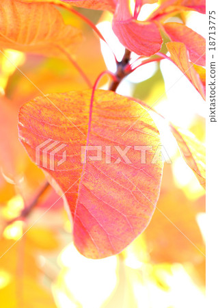 童話Mayumi秋葉 18713775