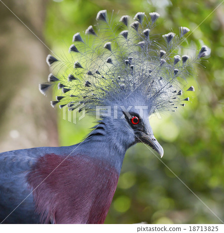 Victoria Crowned Pigeon (Goura victoria) close up Victoria Crowned Pigeon (Goura victoria) close up 18713825