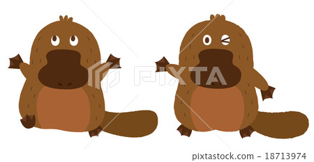 platypus platypus 18713974