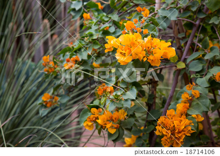 Jardin Majorelle in Marrakesh 18714106