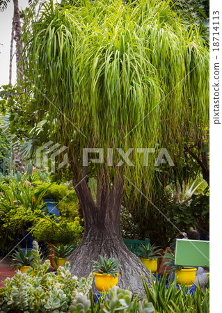 Jardin Majorelle in Marrakesh 18714113