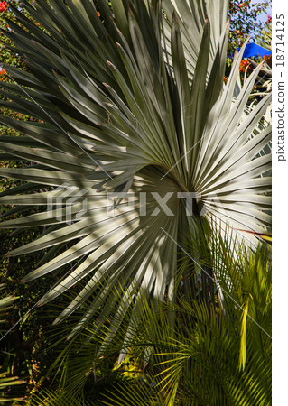 Jardin Majorelle in Marrakesh 18714125