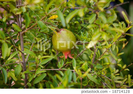 Jardin Majorelle in Marrakesh - pomegranate Jardin Majorelle in Marrakesh - pomegranate 18714128