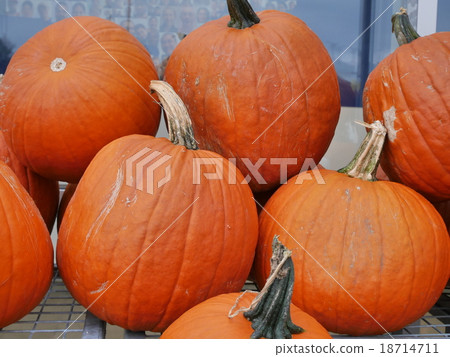 pumpkin pumpkin 18714711