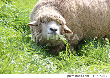 A sheep that looks like a smile A sheep that looks like a smile 18715017