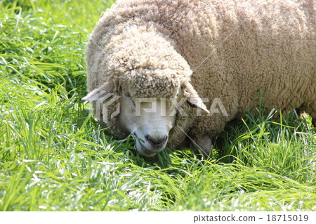 A sheep A sheep 18715019
