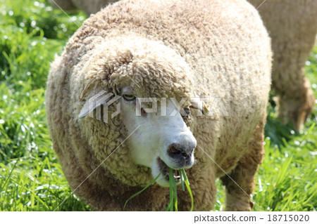 A sheep 18715020