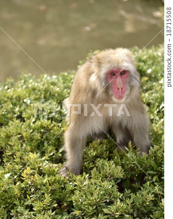 Japanese macaques 18715508