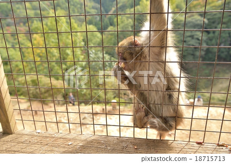 Japanese macaques 18715713